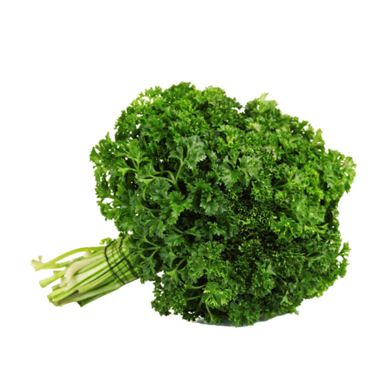 PARSLEY CURLY